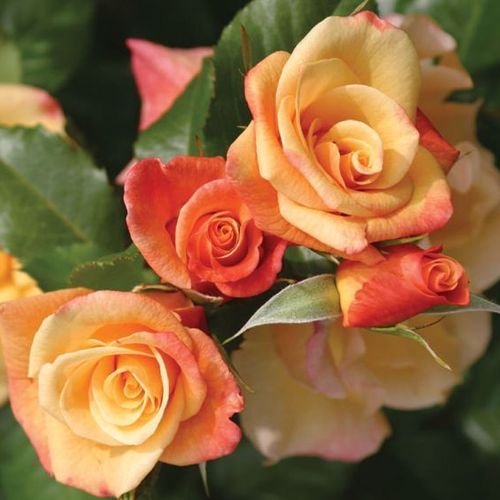 Rosa Moonlight ® - galben - Trandafir copac cu trunchi înalt - cu flori în buchet - coroană tufiș